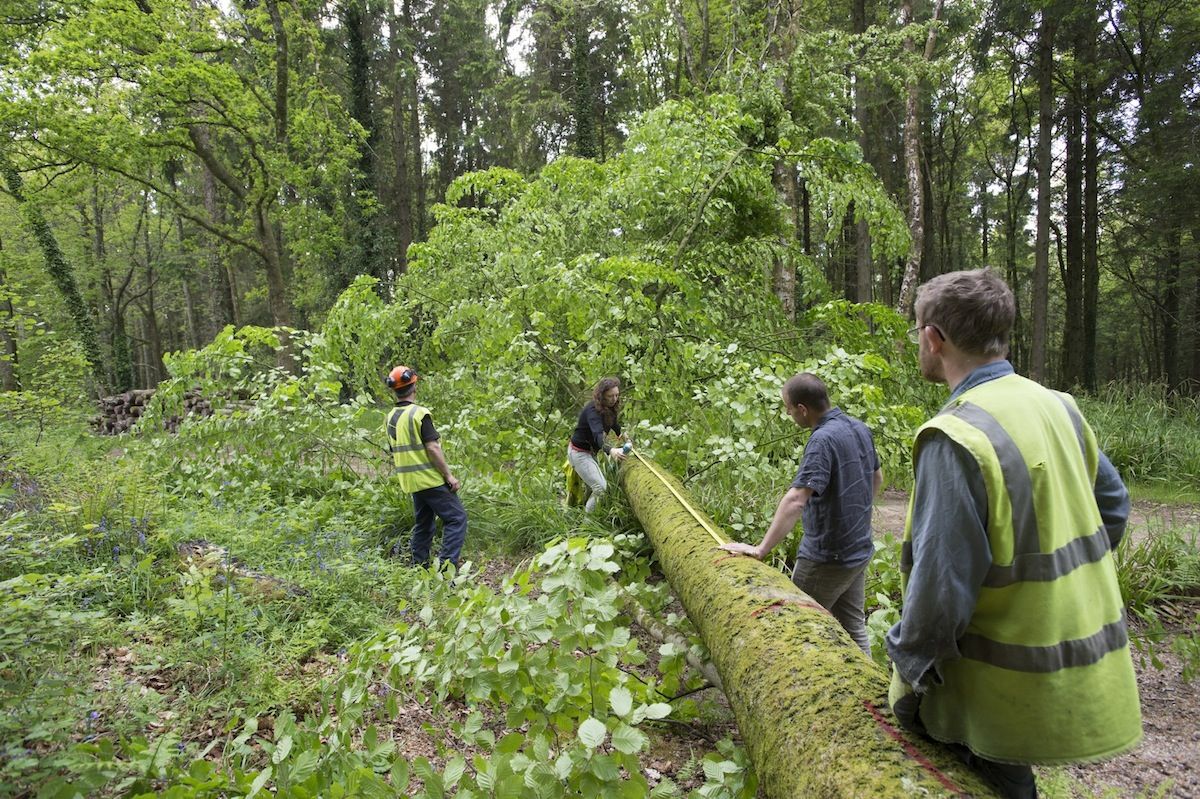 AA School of Architecture 2014 - Timber Seasoning Shelter